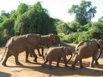 14154 Elephants crossing the road.jpg